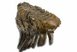 Fossil Woolly Mammoth Lower M Molar - Poland #337188-2